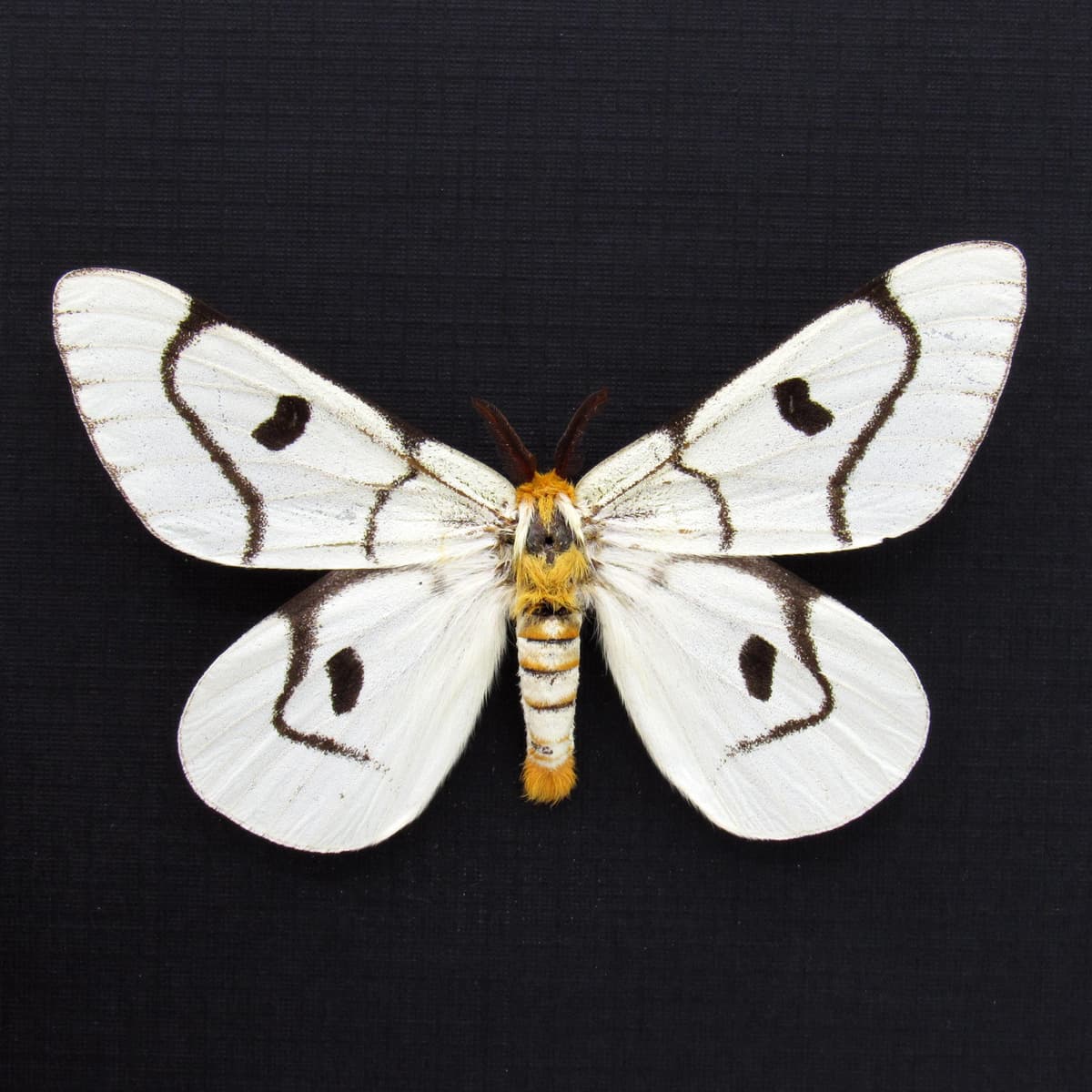 Real Sagebrush Sheep moth framed taxidermy - Hemileuca hera - rare light form
