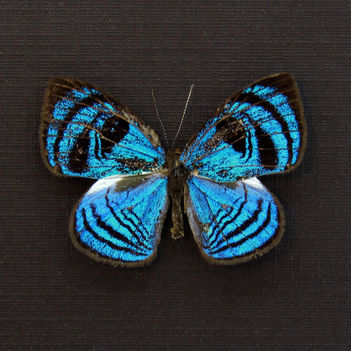 Rare blue Eyemark butterfly framed taxidermy - Semomesia capanea