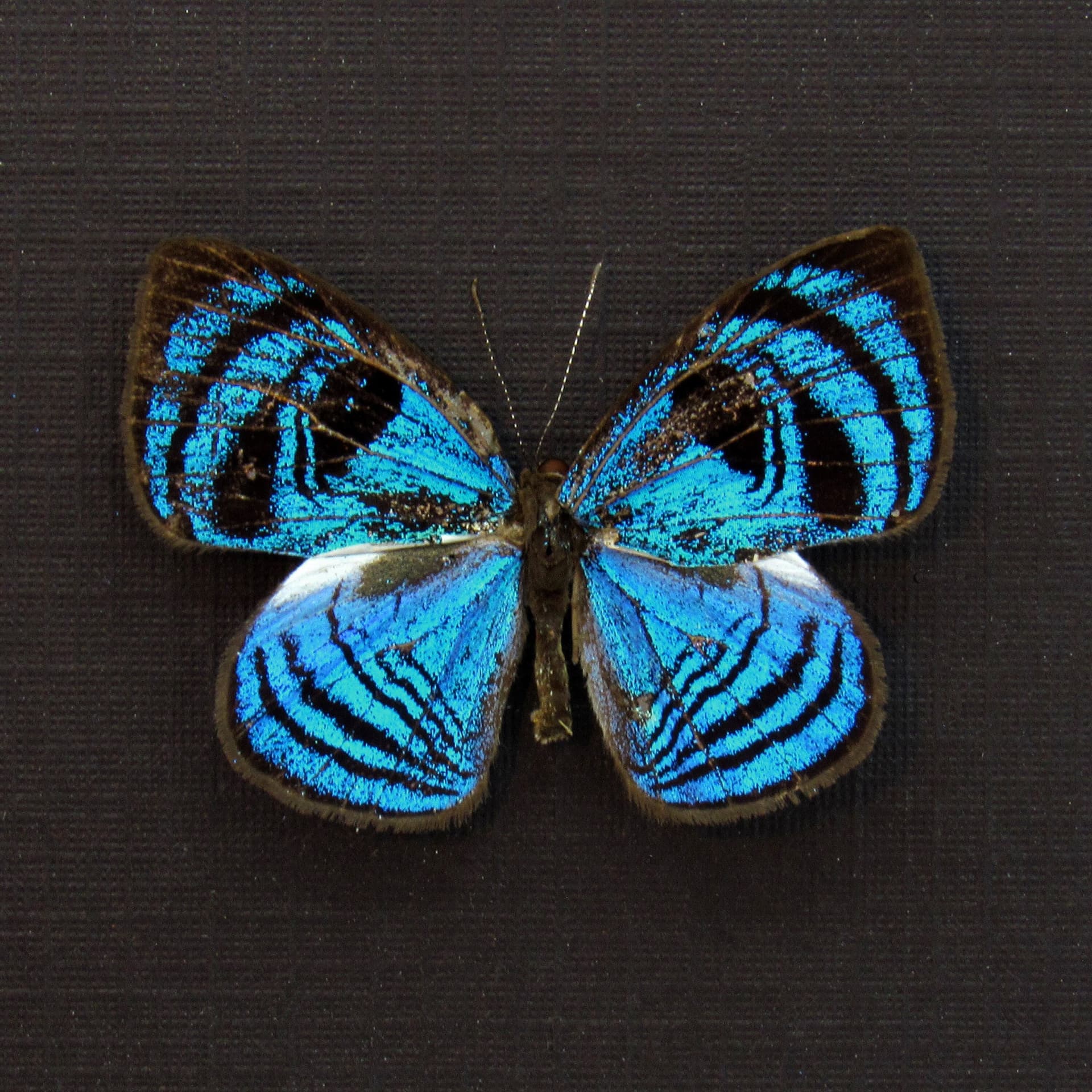 Rare blue Eyemark butterfly framed taxidermy - Semomesia capanea