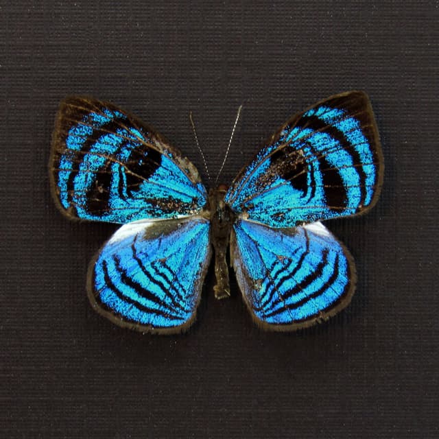 Rare blue Eyemark butterfly framed taxidermy - Semomesia capanea