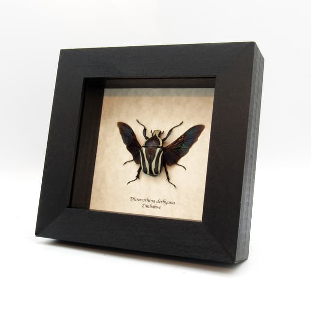 Real Scarab beetle framed taxidermy - Dicronorhina derbyana - female - black form
