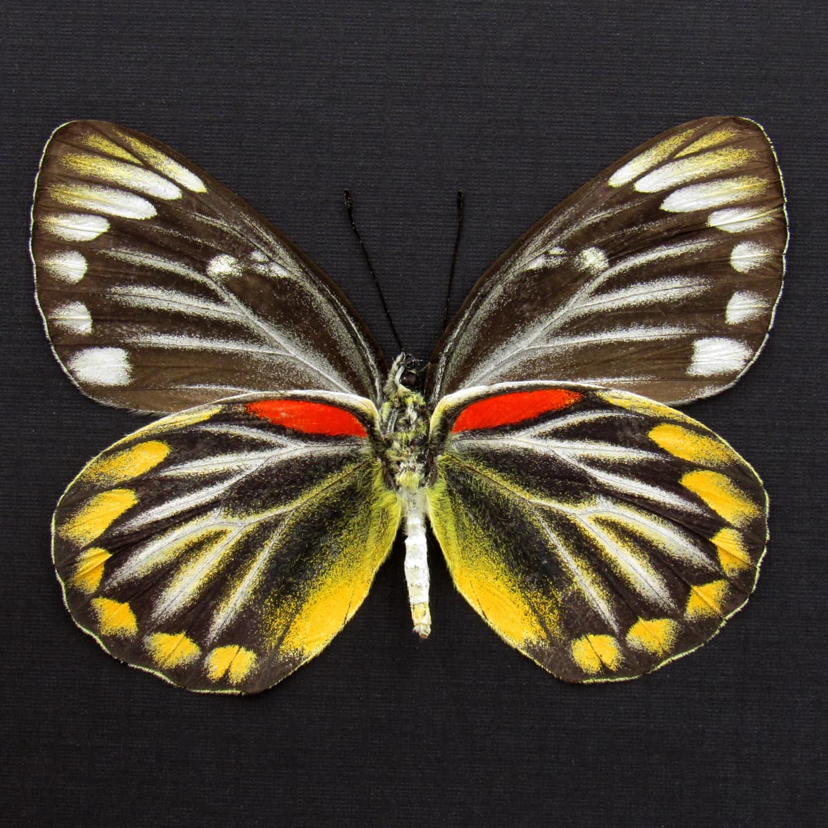 Real yellow Delias butterfly framed taxidermy - Delias oraia - female