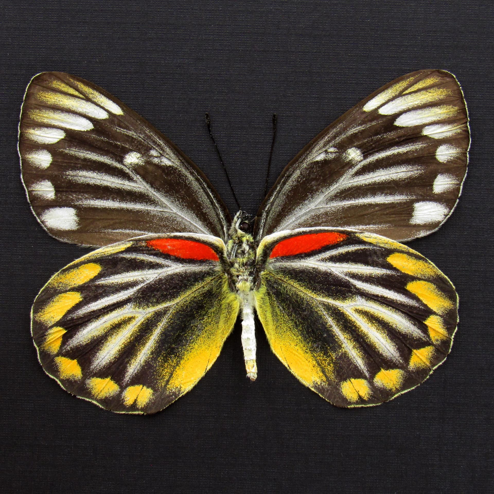 Real yellow Delias butterfly framed taxidermy - Delias oraia - female