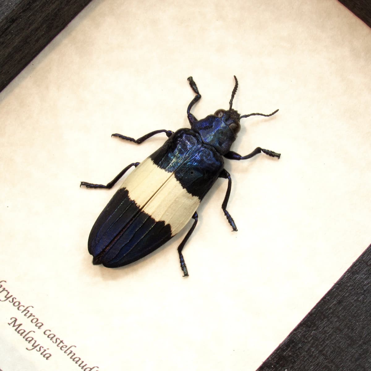 Real blue beetle framed taxidermy - Chysochroa castelnaudi
