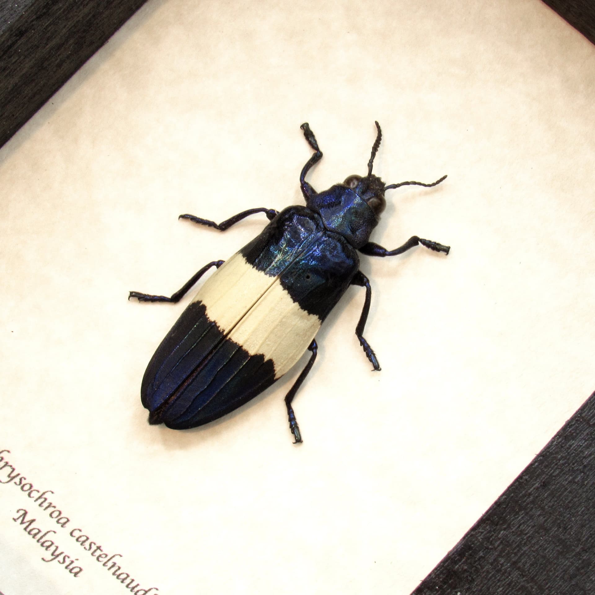 Real blue beetle framed taxidermy - Chysochroa castelnaudi