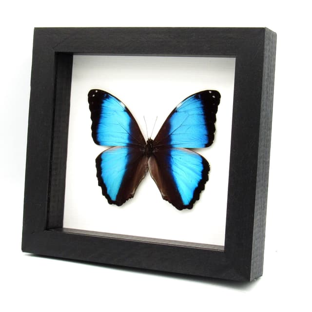 Real metallic blue butterfly framed taxidermy - Morpho deidamia