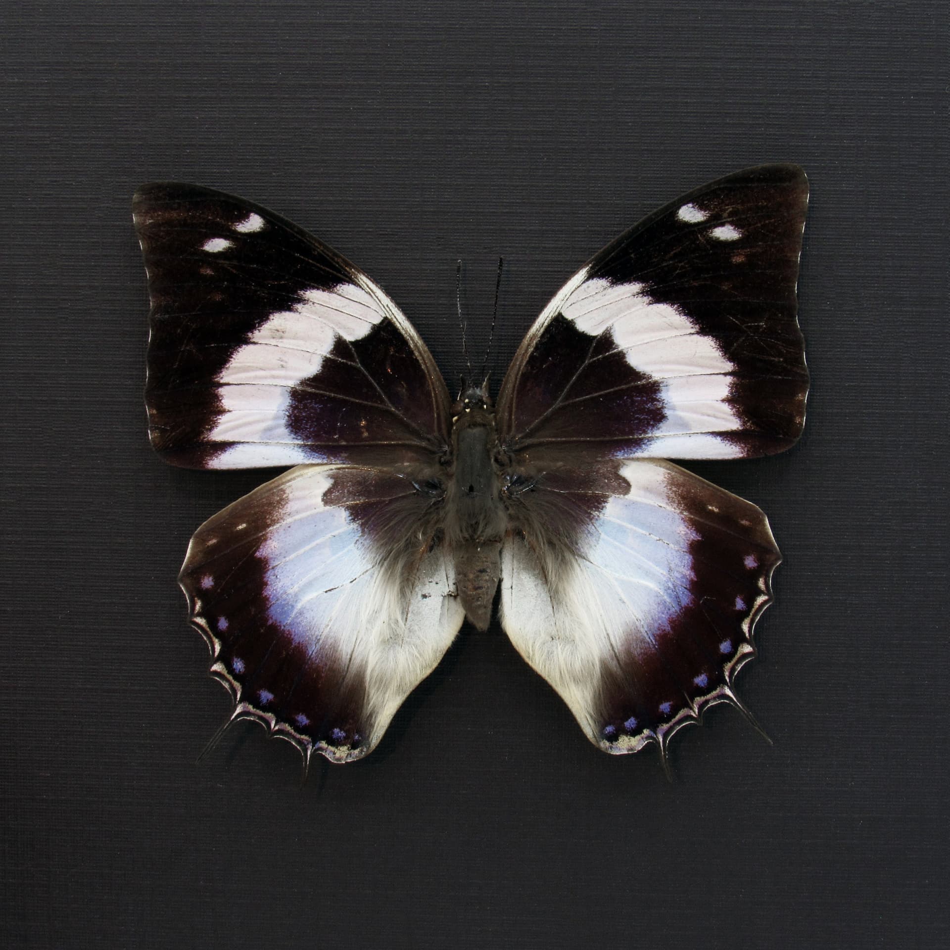 Real Blue Spotted Emperor butterfly framed taxidermy - Charaxes cithaeron - female