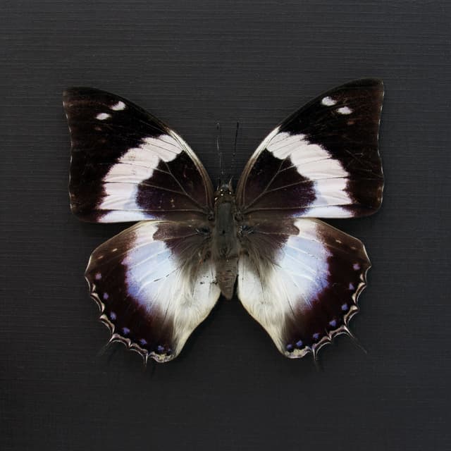 Real Blue Spotted Emperor butterfly framed taxidermy - Charaxes cithaeron - female