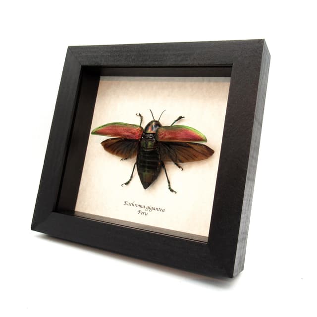 Huge metallic Jewel beetle framed taxidermy - Euchroma gigantea