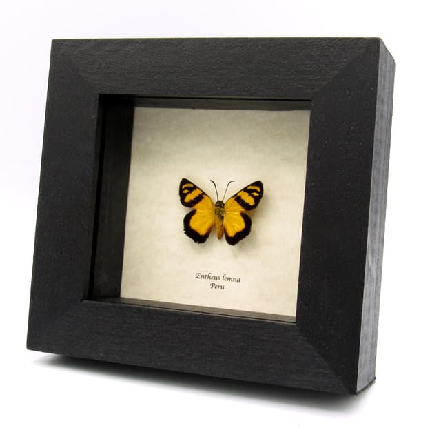Rare yellow Skipper butterfly framed specimen - Entheus lemna