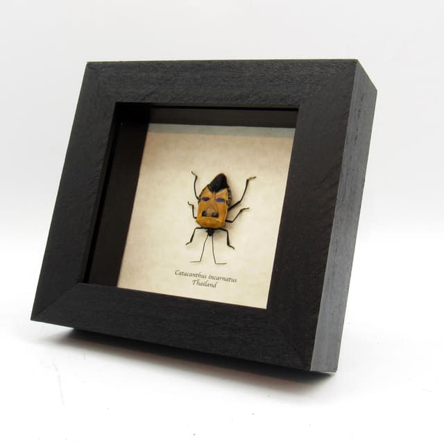 Real bug that looks like a Halloween mask framed taxidermy - Catacanthus incarnatus