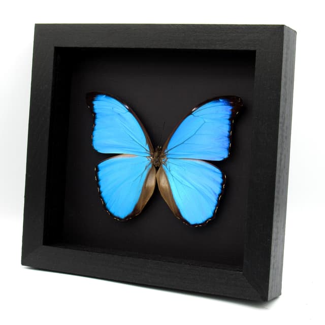 Real large metallic blue Morpho butterfly framed taxidermy - Morpho menelaus alexandrovna