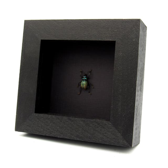 Real weevil beetle framed specimen - Metapocyrtus species