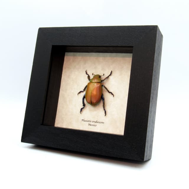 Very rare real Jewel Scarab beetle framed taxidermy - Chrysina erubescens - pink form!