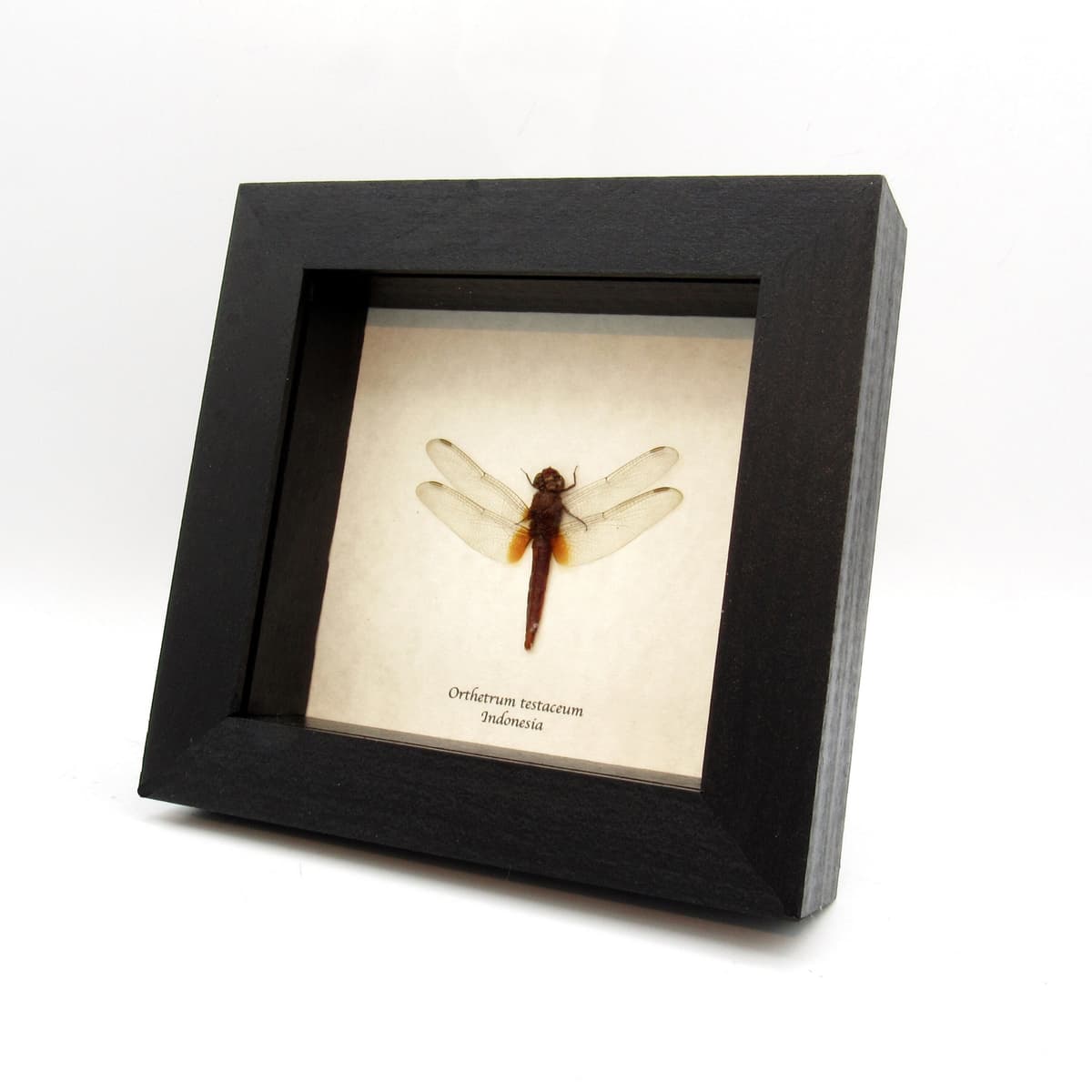 Real Orange Skimmer Dragonfly framed taxidermy - Orthetrum testaceum