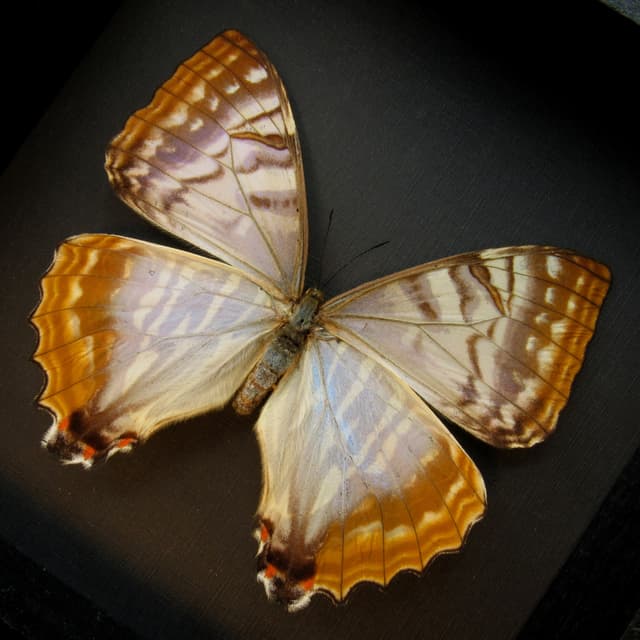 Rare Pearl morpho framed taxidermy - Morpho sulkowskyi - female