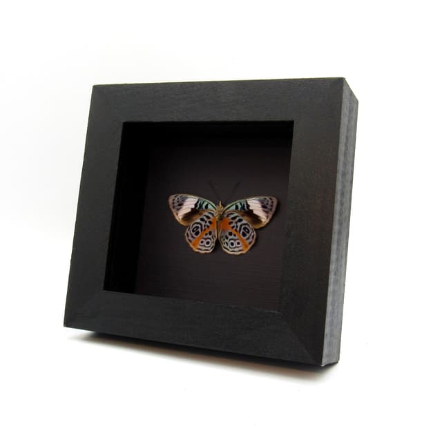 Real Glorious Purplewing butterfly framed - Eunica sophonisba - female - Victorian mount