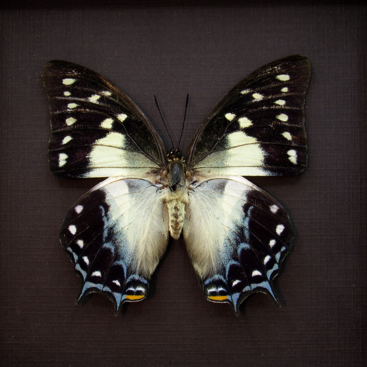 Real butterfly framed taxidermy - Polyura pyrrhus - large female