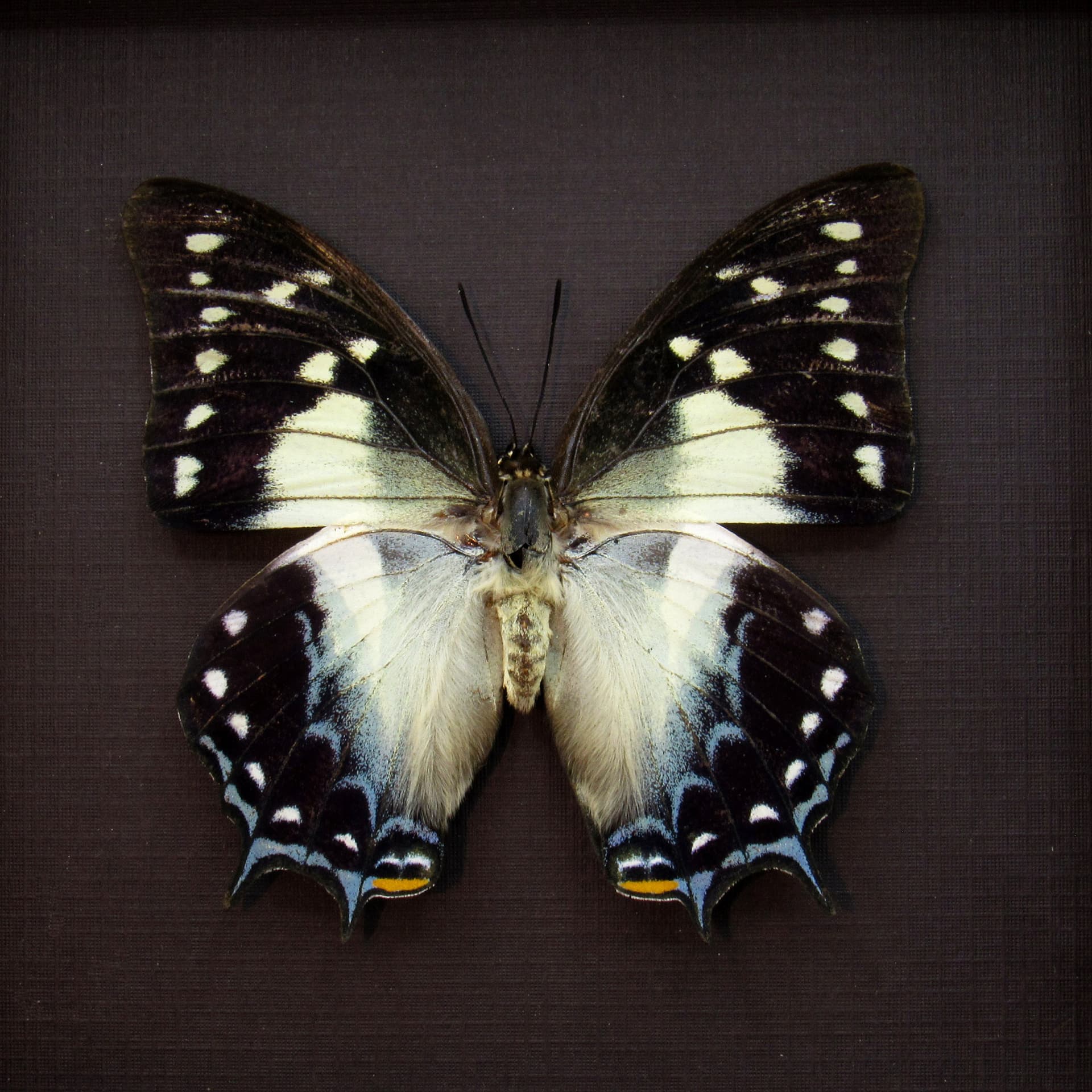 Real butterfly framed taxidermy - Polyura pyrrhus - large female