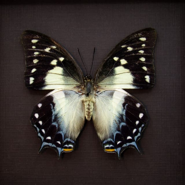 Real butterfly framed taxidermy - Polyura pyrrhus - large female