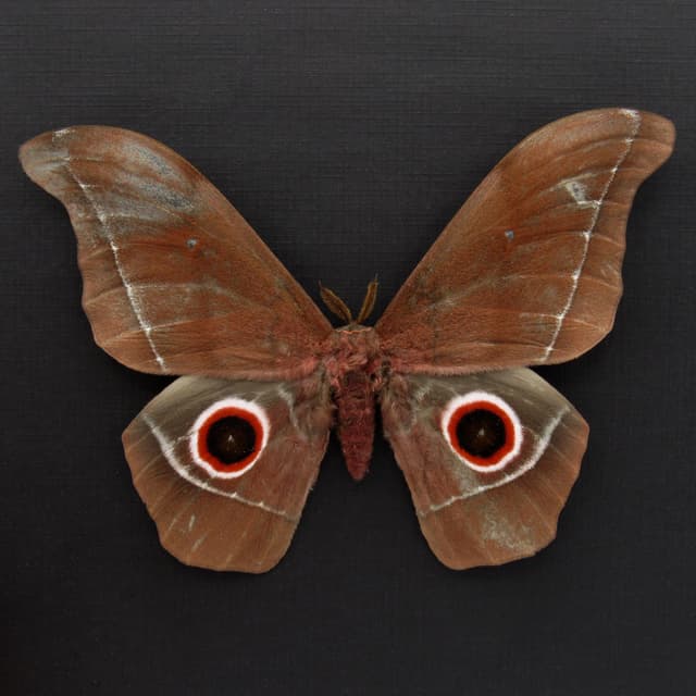 Massive real Emperor moth framed taxidermy - Nudaurelia eblis - minor damage