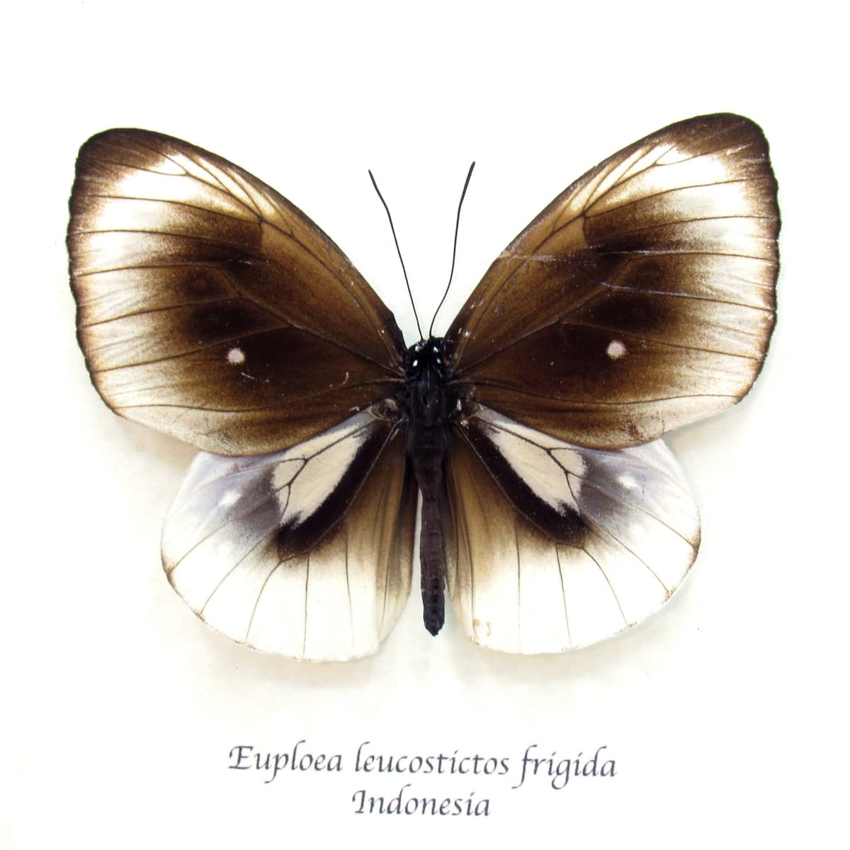 Real white framed butterfly taxidermy - Euploea leucostictos frigida