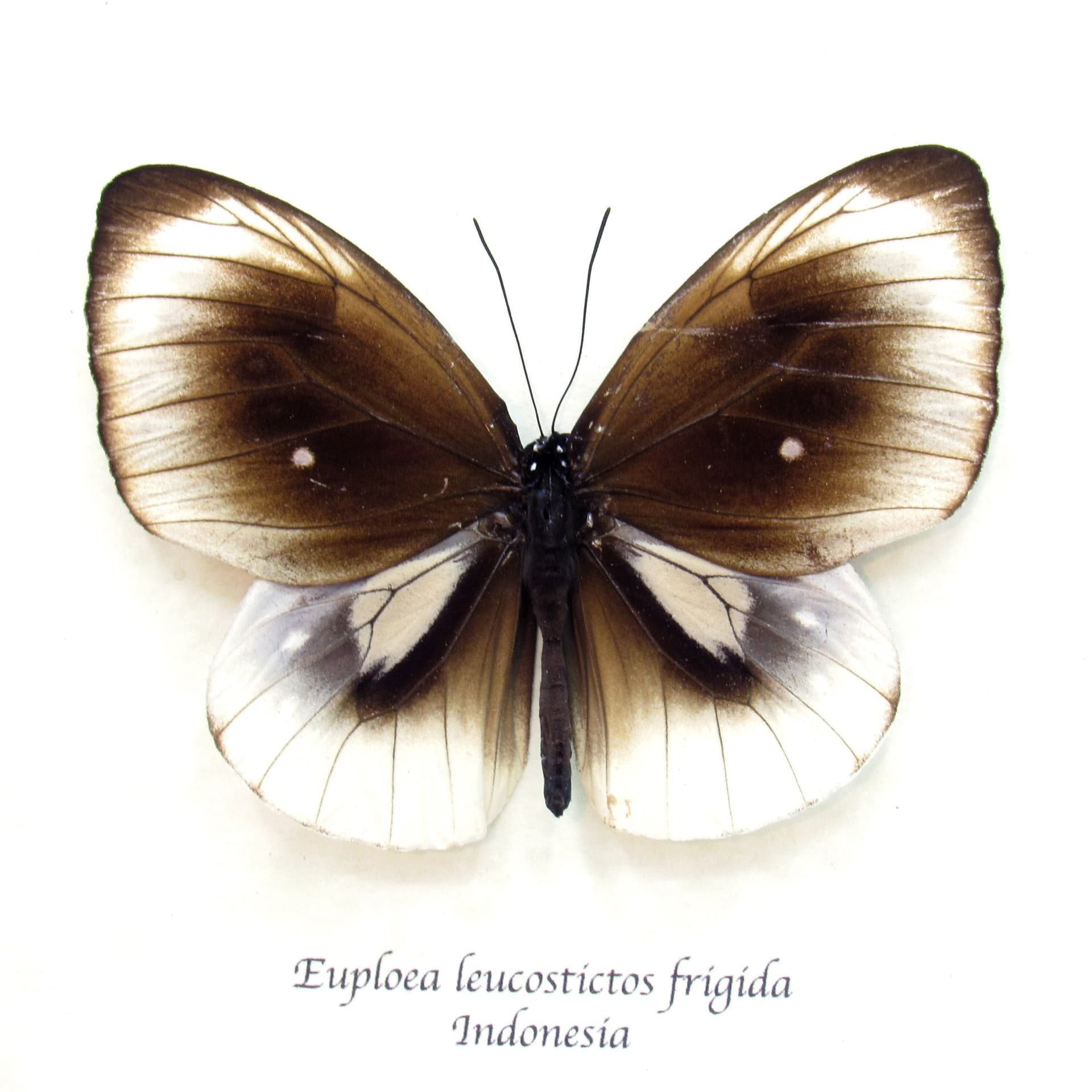 Real white framed butterfly taxidermy - Euploea leucostictos frigida