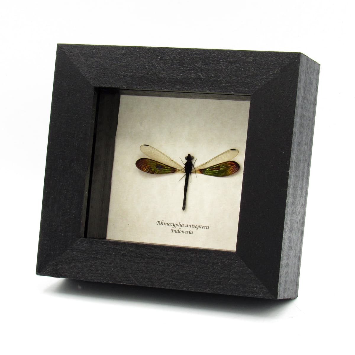 Real metallic green Dragonfly framed taxidermy - Rhinocypha anisoptera