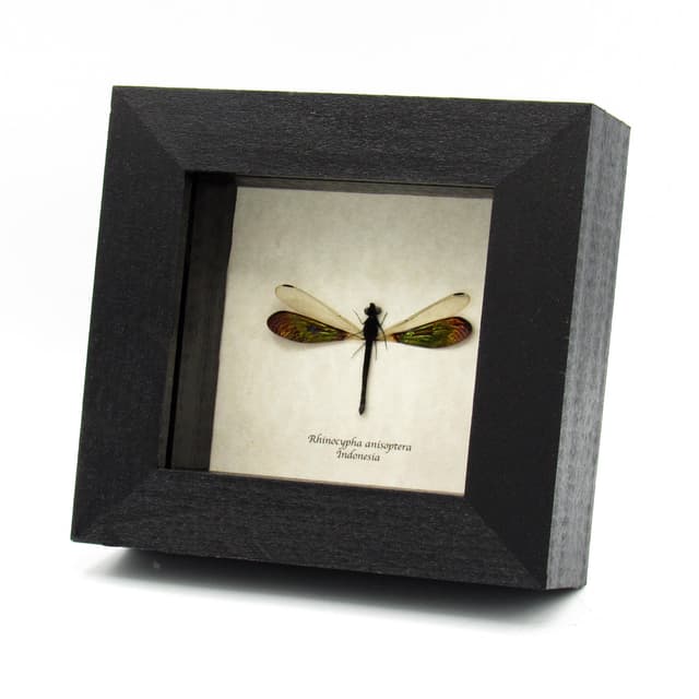 Real metallic green Dragonfly framed taxidermy - Rhinocypha anisoptera