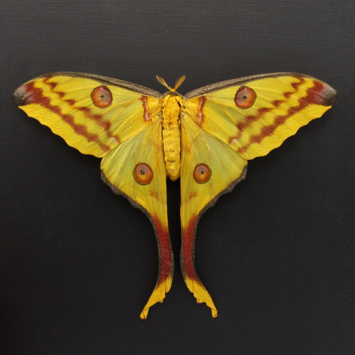 Real GIANT Comet moth framed taxidermy - Argema mittrei - female - Victorian mount