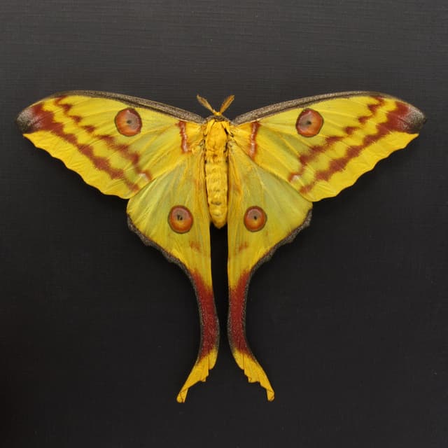 Real GIANT Comet moth framed taxidermy - Argema mittrei - female - Victorian mount