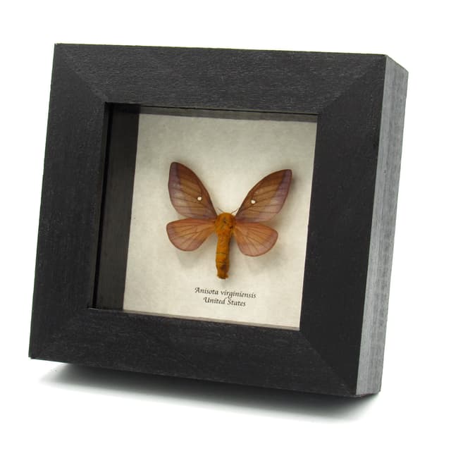 Real Pink Striped Oakworm Moth framed taxidermy - Anisota virginiensis - female