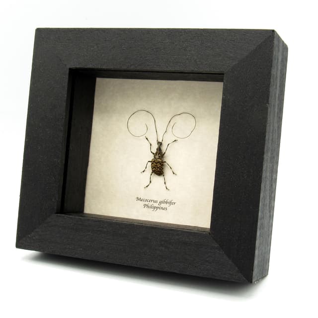 Real Fungus Weevil framed taxidermy - Mecocerus gibbefer