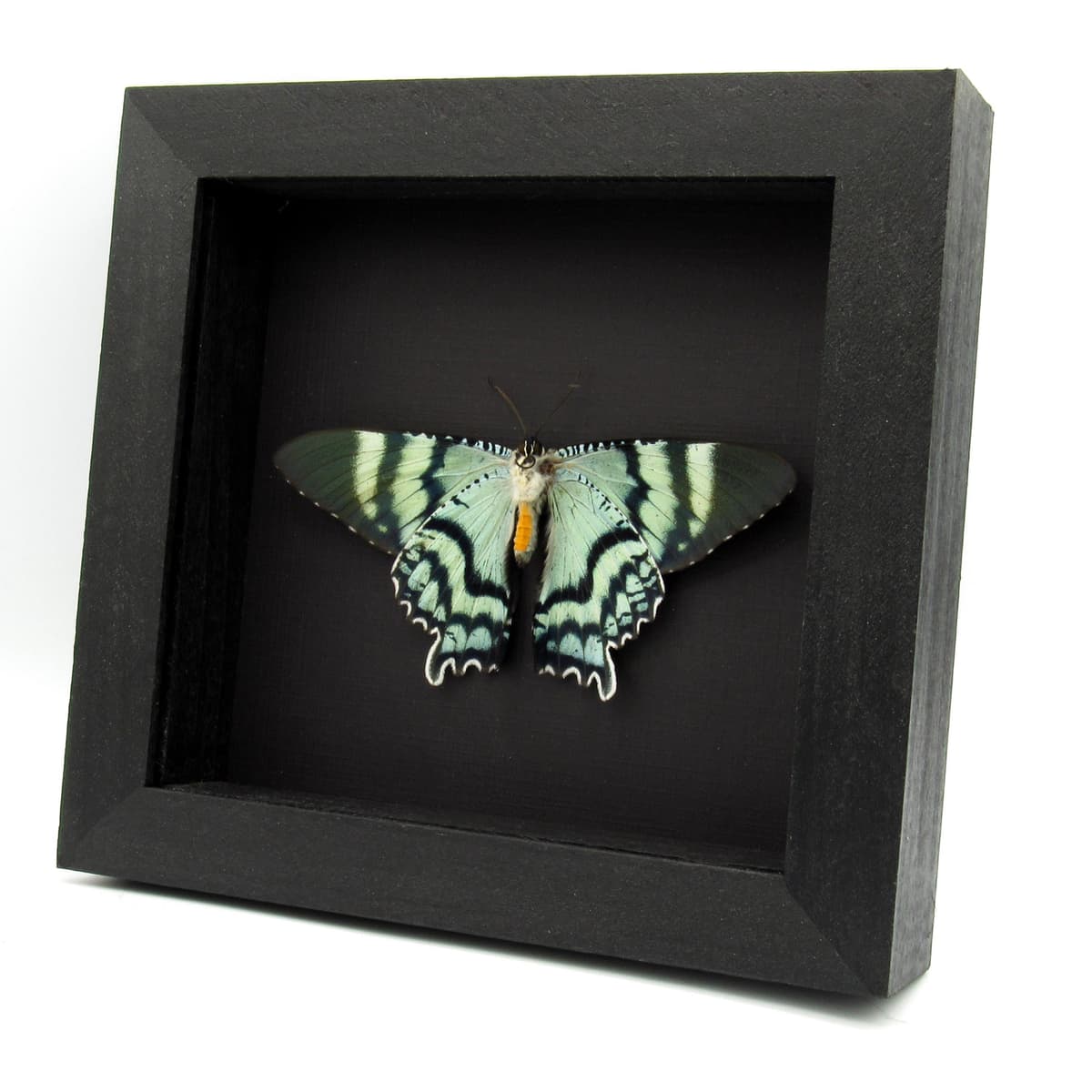 Real blue moth framed taxidermy - Alcides orontes - Victorian mount