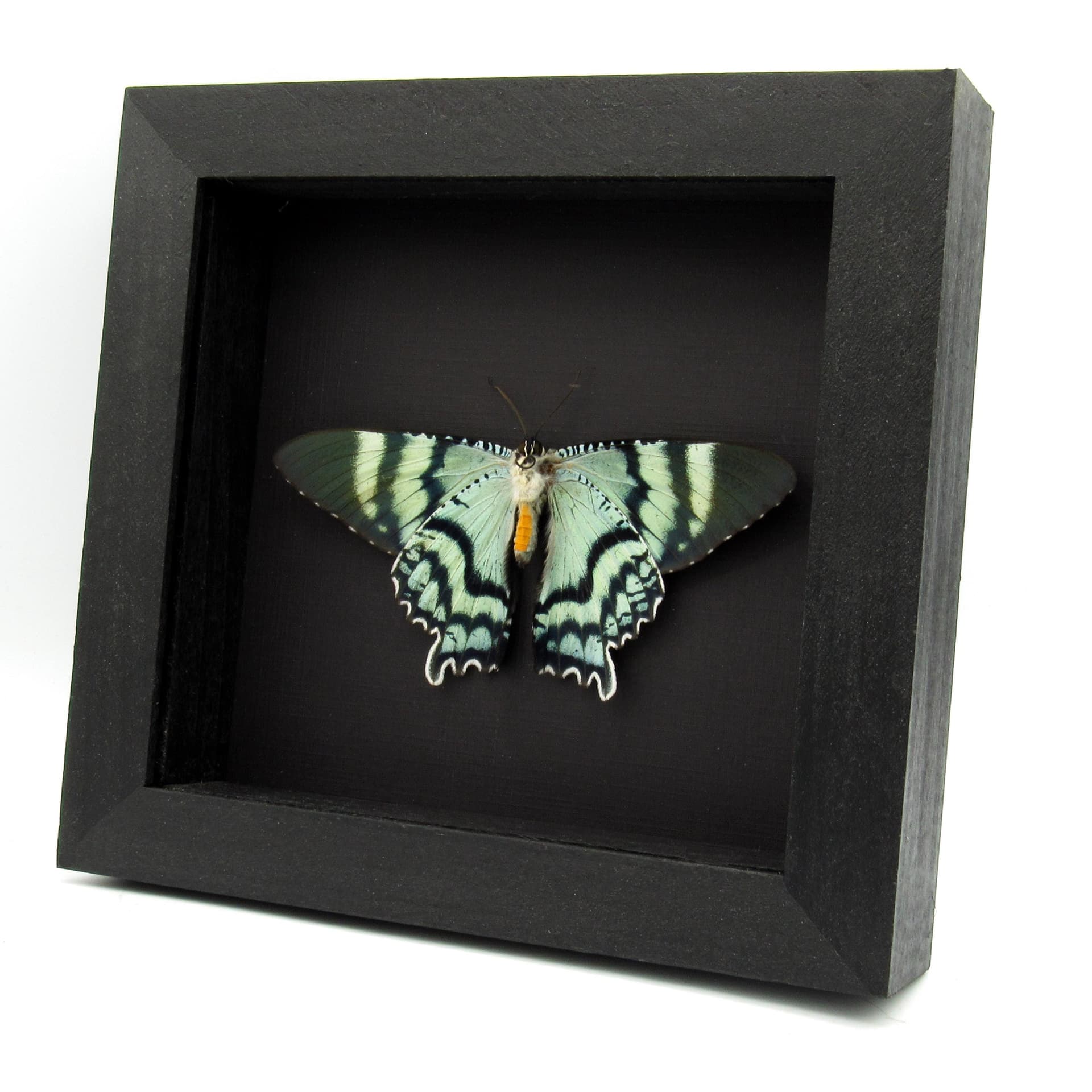Real blue moth framed taxidermy - Alcides orontes - Victorian mount