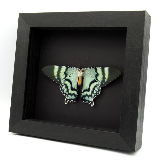 Real blue moth framed taxidermy - Alcides orontes - Victorian mount