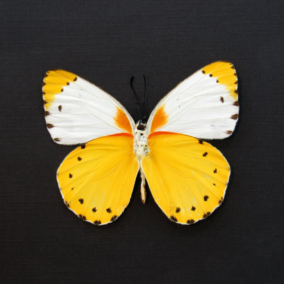 Real yellow framed taxidermy butterfly - Belenois thysa