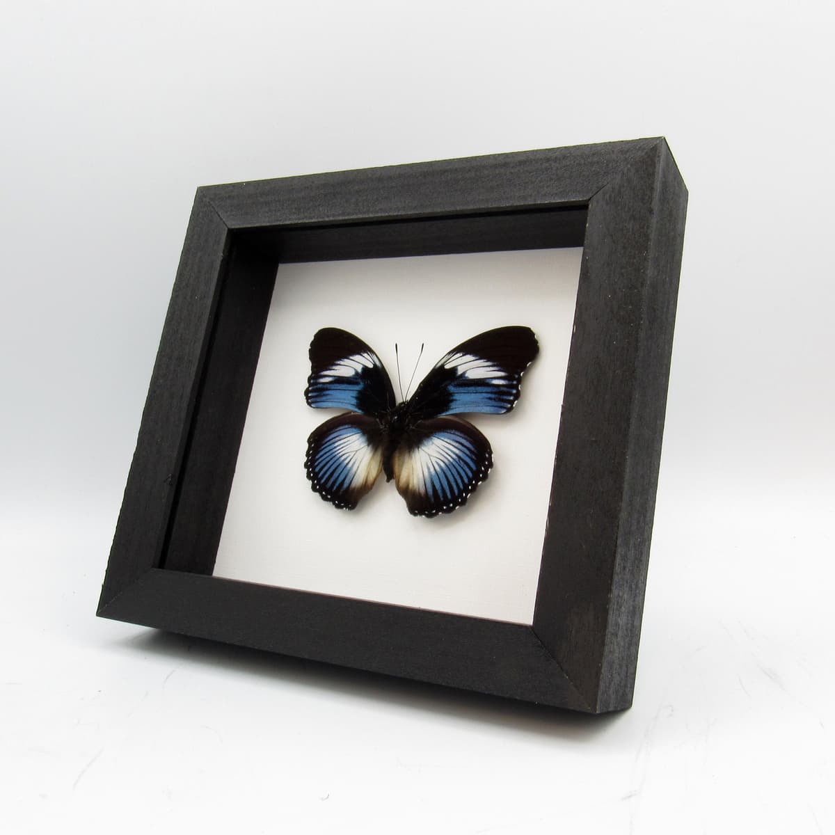 Real blue framed taxidermy butterfly - Hypolimnas monteironis - large