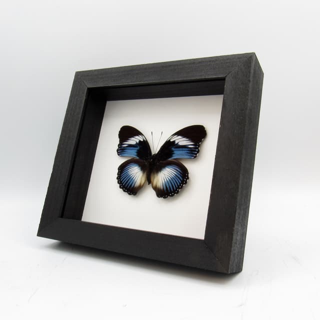 Real blue framed taxidermy butterfly - Hypolimnas monteironis - large