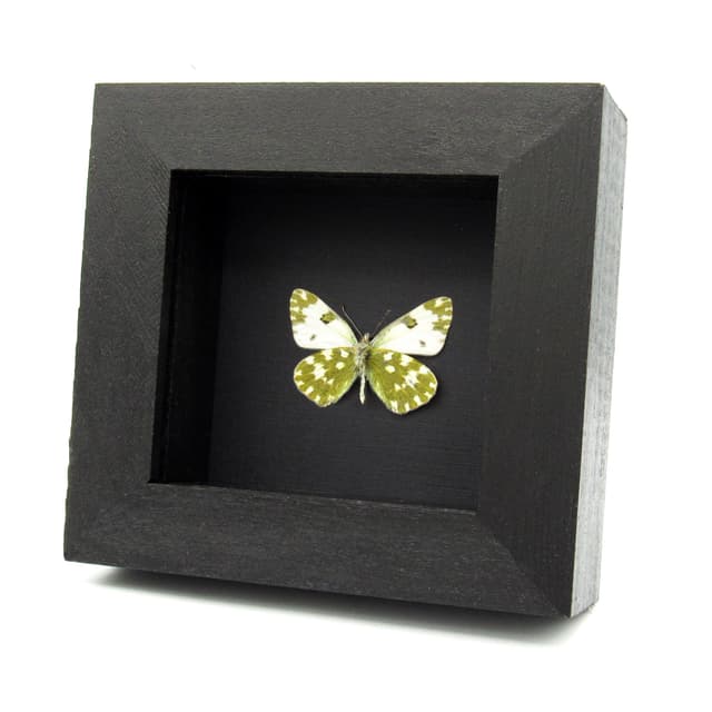 Real Eastern Bath White butterfly framed taxidermy - Pontia edusa - female