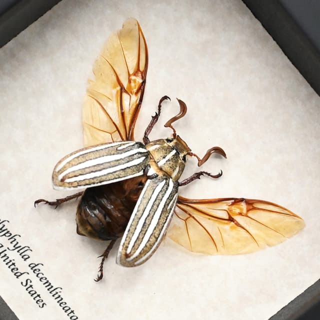 Real Ten-lined June Beetle framed taxidermy - Polyphylla decemlineata