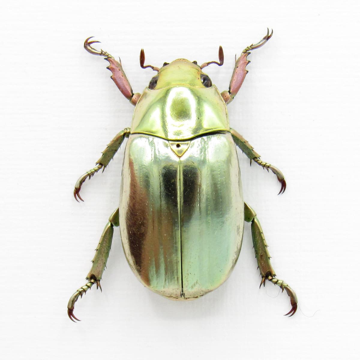 Rare gold metallic jewel beetle framed specimen - Chrysina stressani