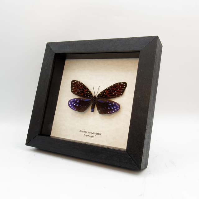 Real Day Flying moth framed taxidermy - Amesia sanguiflua