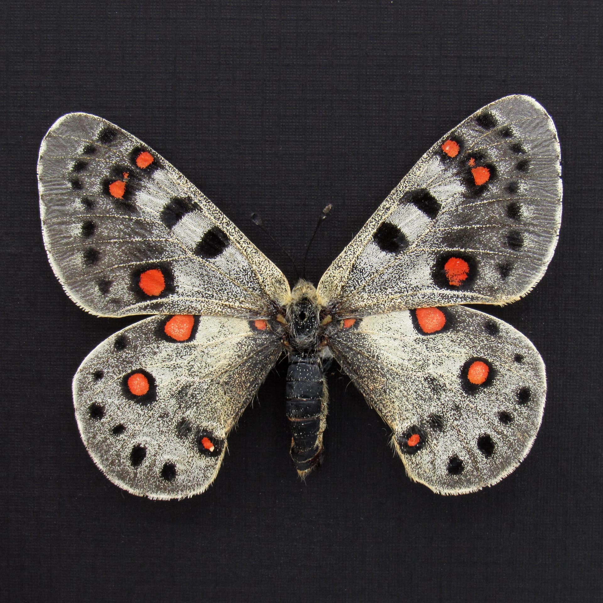 Real Snow Apollo butterfly framed taxidermy - Parnassius apollonius alpinus - large female