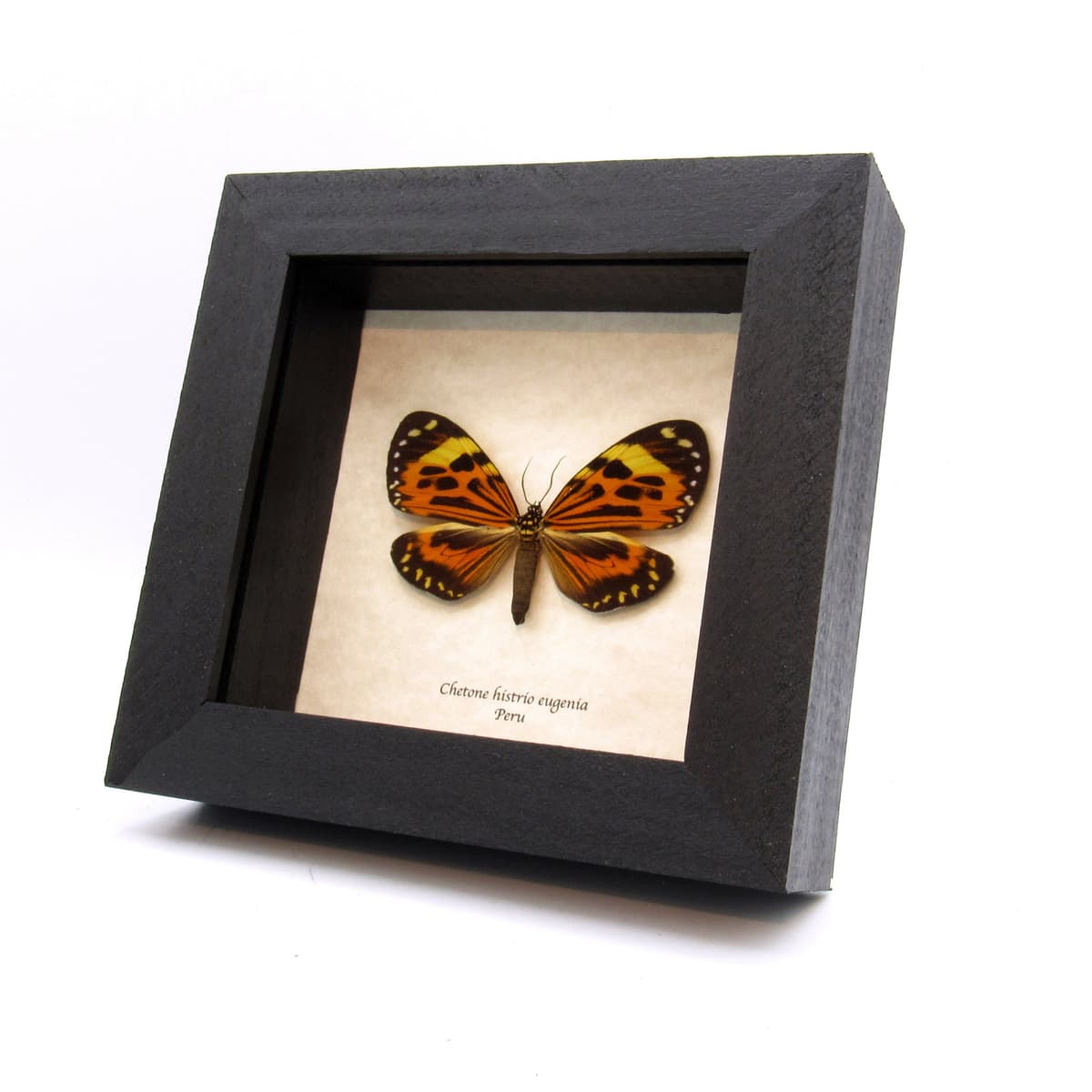 Real orange Day moth framed taxidermy - Chetone histrio eugenia