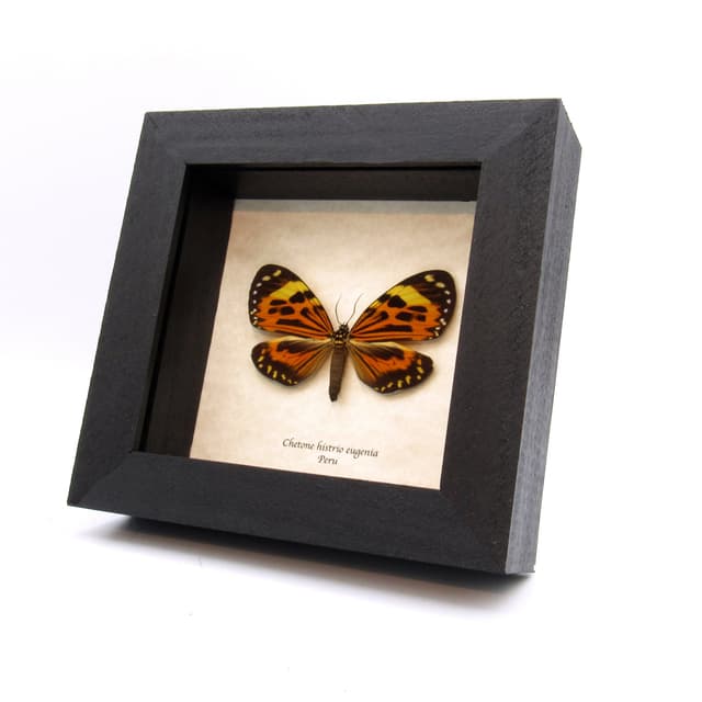 Real orange Day moth framed taxidermy - Chetone histrio eugenia
