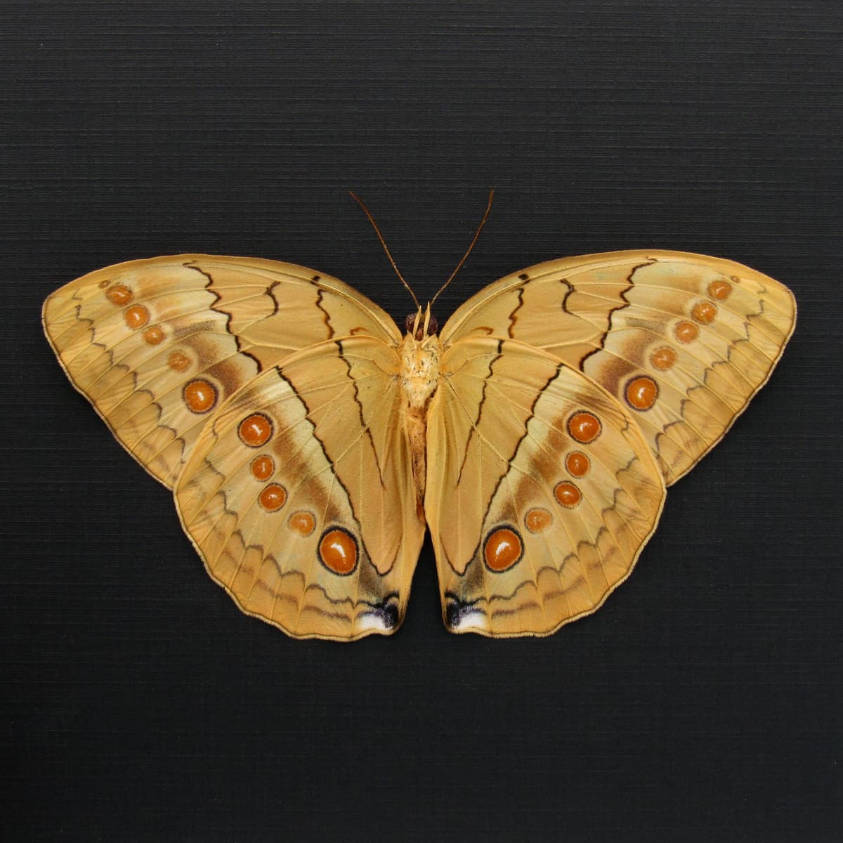 Large Jungle Queen butterfly framed taxidermy - Stichophthalma neumogeni - Victorian mount
