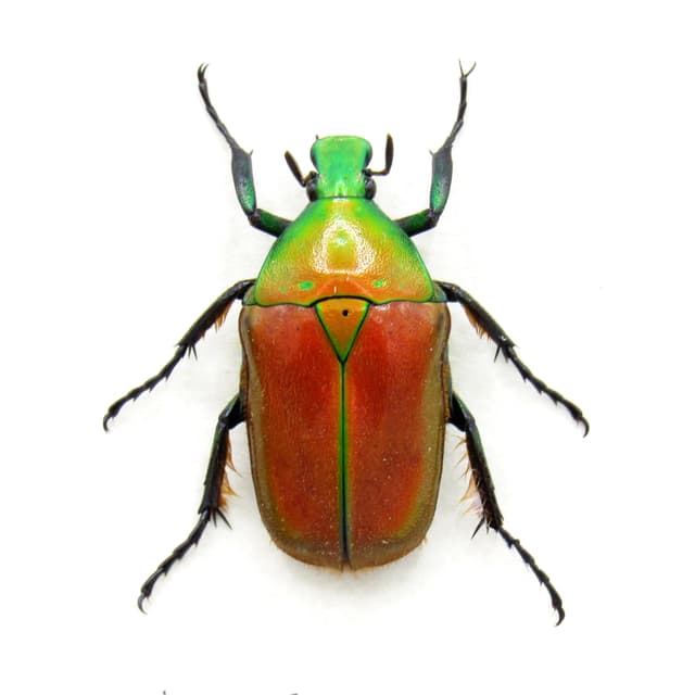 Real red Scarab beetle framed taxidermy - Trigonophorus rothschildi