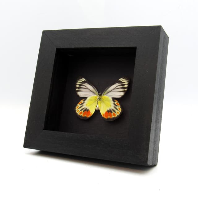 Real Delias butterfly framed taxidermy - Delias periboea alorensis