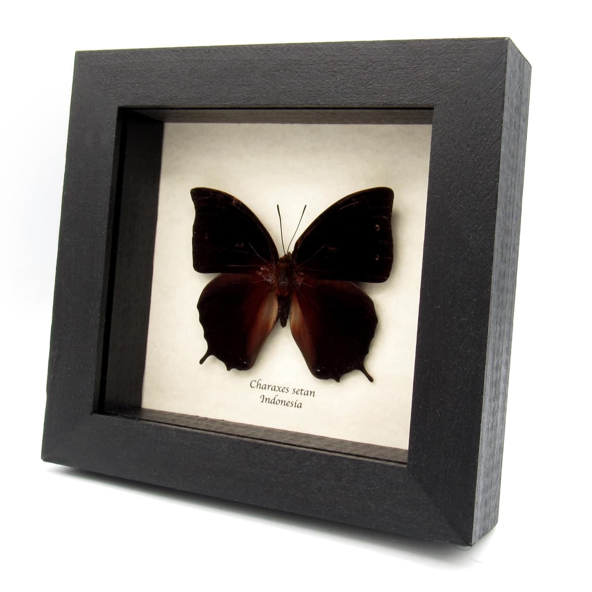 Real Black Rajah butterfly framed taxidermy - Charaxes setan